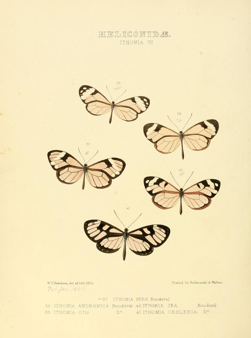 Illustrations of new species of exotic butterflies Ithomia VII