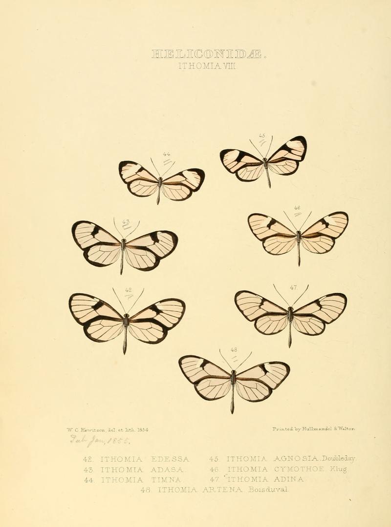 Illustrations of new species of exotic butterflies Ithomia VIII