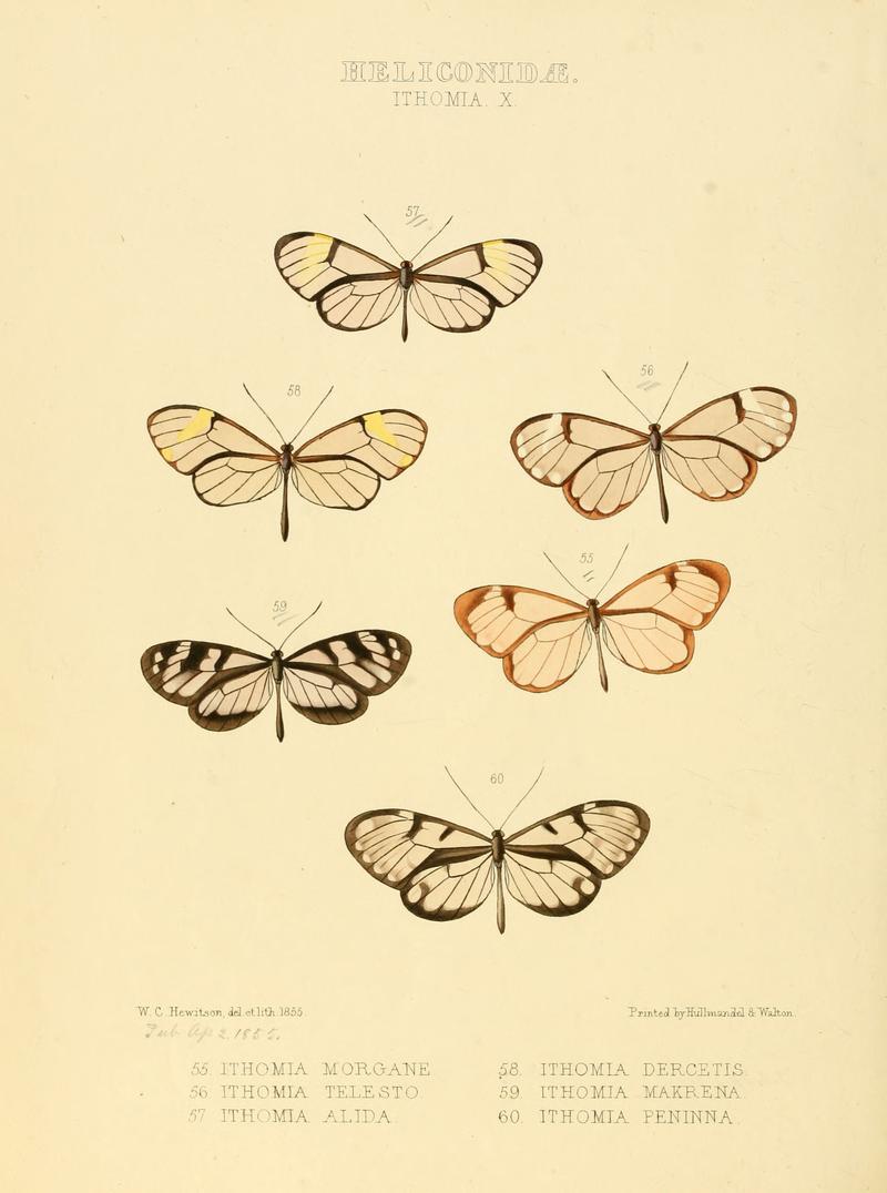 Illustrations of new species of exotic butterflies Ithomia X