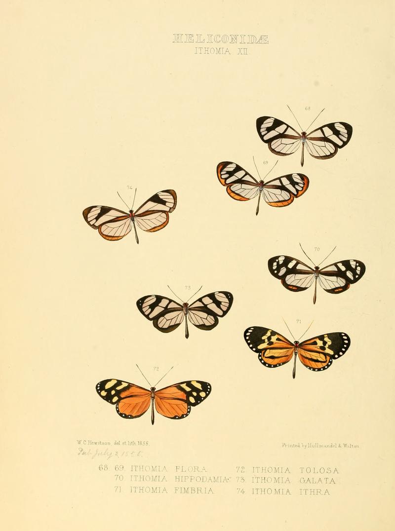 Illustrations of new species of exotic butterflies Ithomia XII