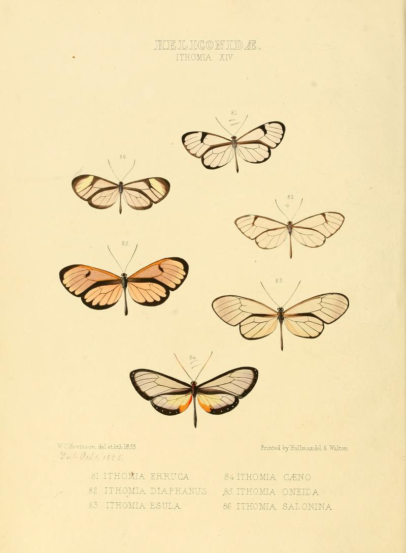 Illustrations of new species of exotic butterflies Ithomia XIV