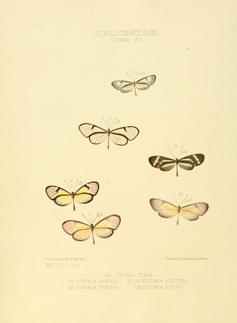 Illustrations of new species of exotic butterflies Ithomia XIX