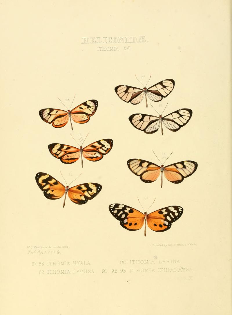 Illustrations of new species of exotic butterflies Ithomia XV