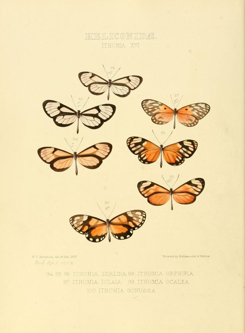 Illustrations of new species of exotic butterflies Ithomia XVI