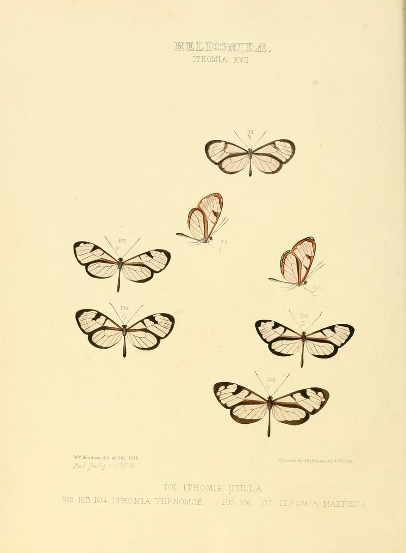 Illustrations of new species of exotic butterflies Ithomia XVII