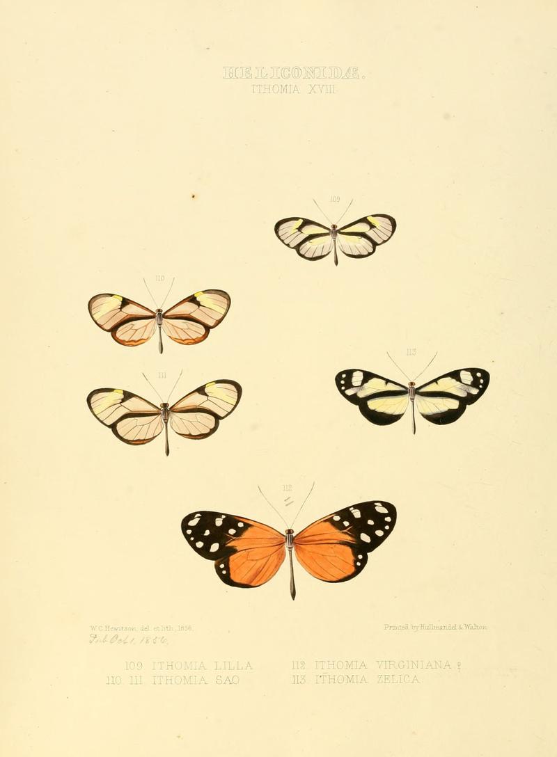 Illustrations of new species of exotic butterflies Ithomia XVIII