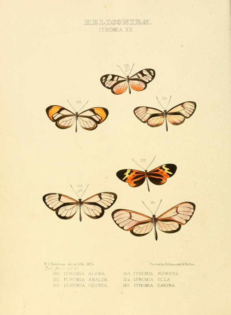 Illustrations of new species of exotic butterflies Ithomia XX