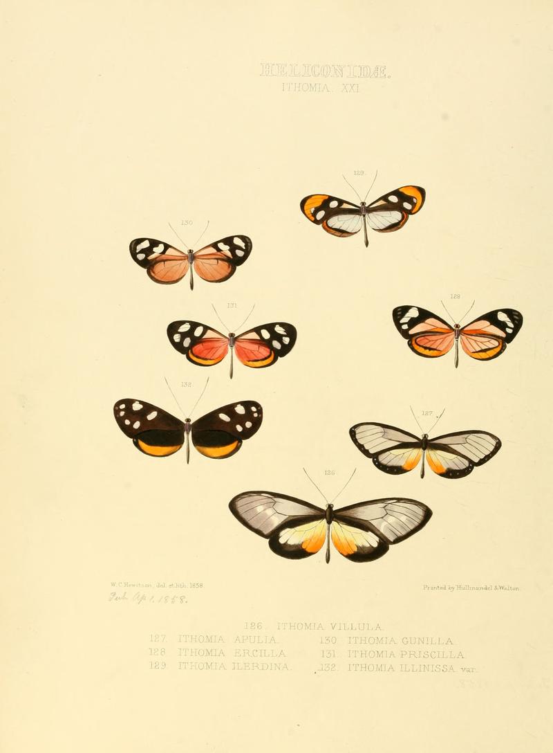 Illustrations of new species of exotic butterflies Ithomia XXI