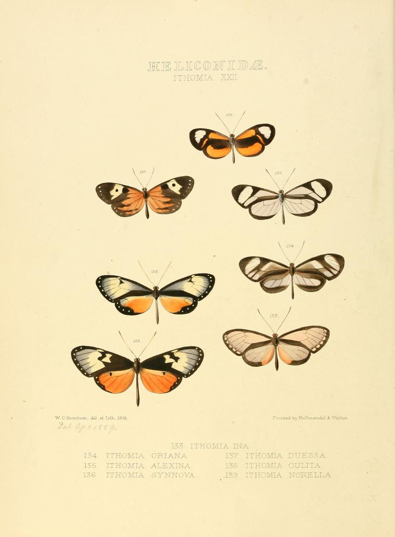 Illustrations of new species of exotic butterflies Ithomia XXII