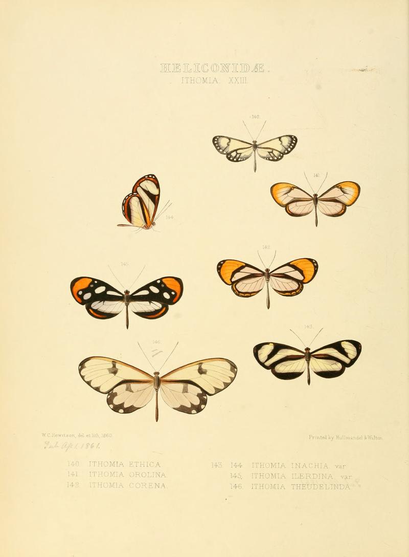 Illustrations of new species of exotic butterflies Ithomia XXIII