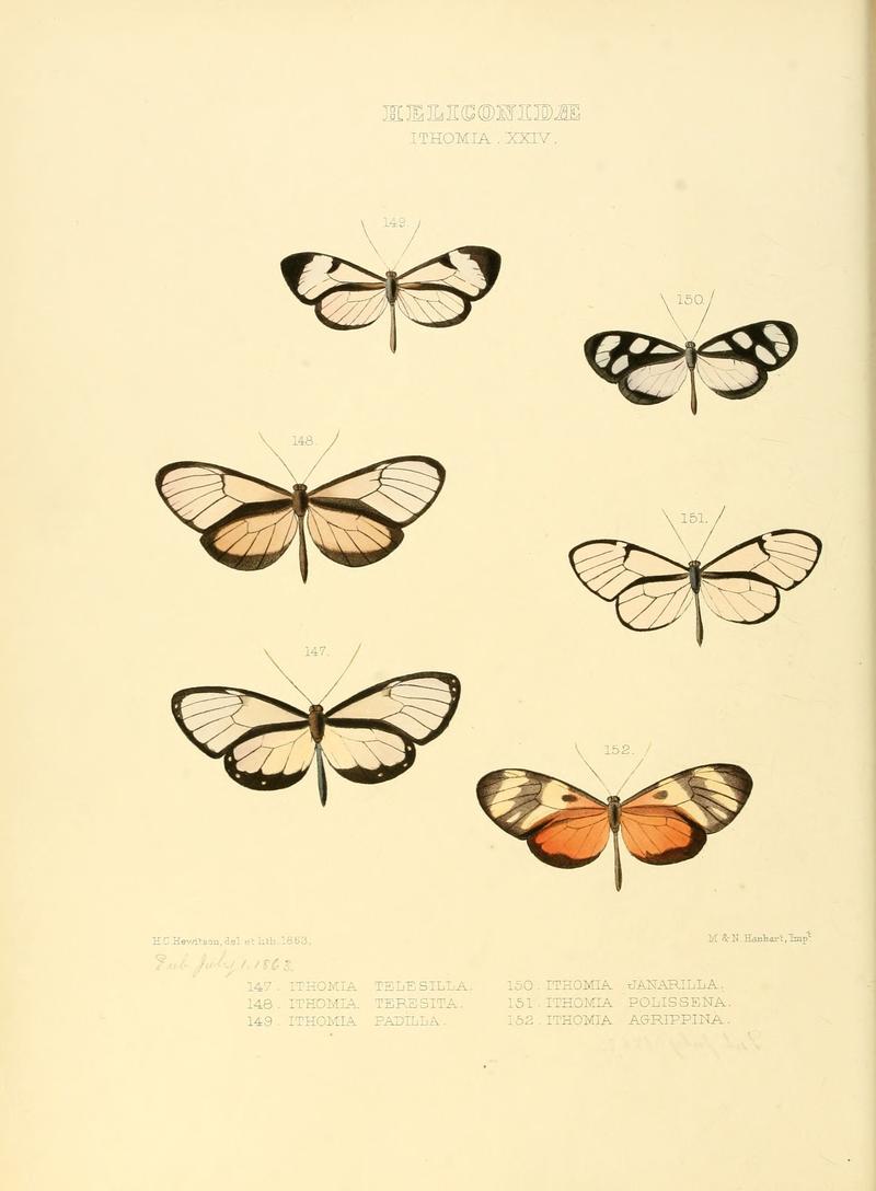 Illustrations of new species of exotic butterflies Ithomia XXIV