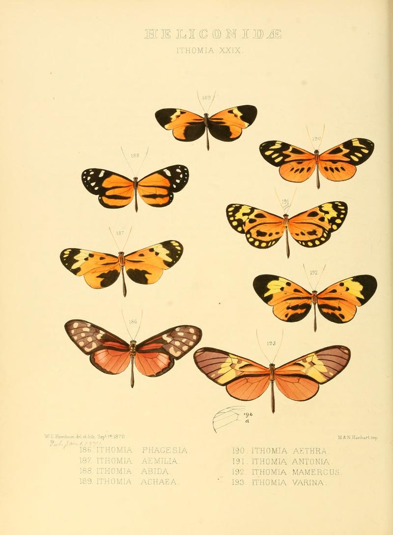 Illustrations of new species of exotic butterflies Ithomia XXIX