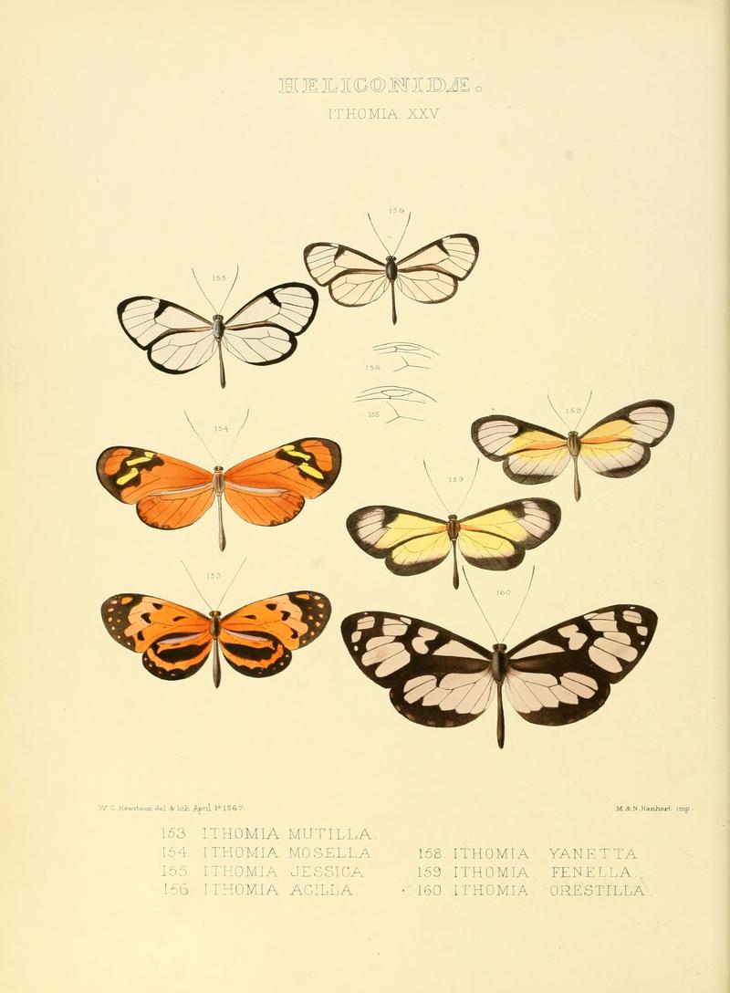 Illustrations of new species of exotic butterflies Ithomia XXV