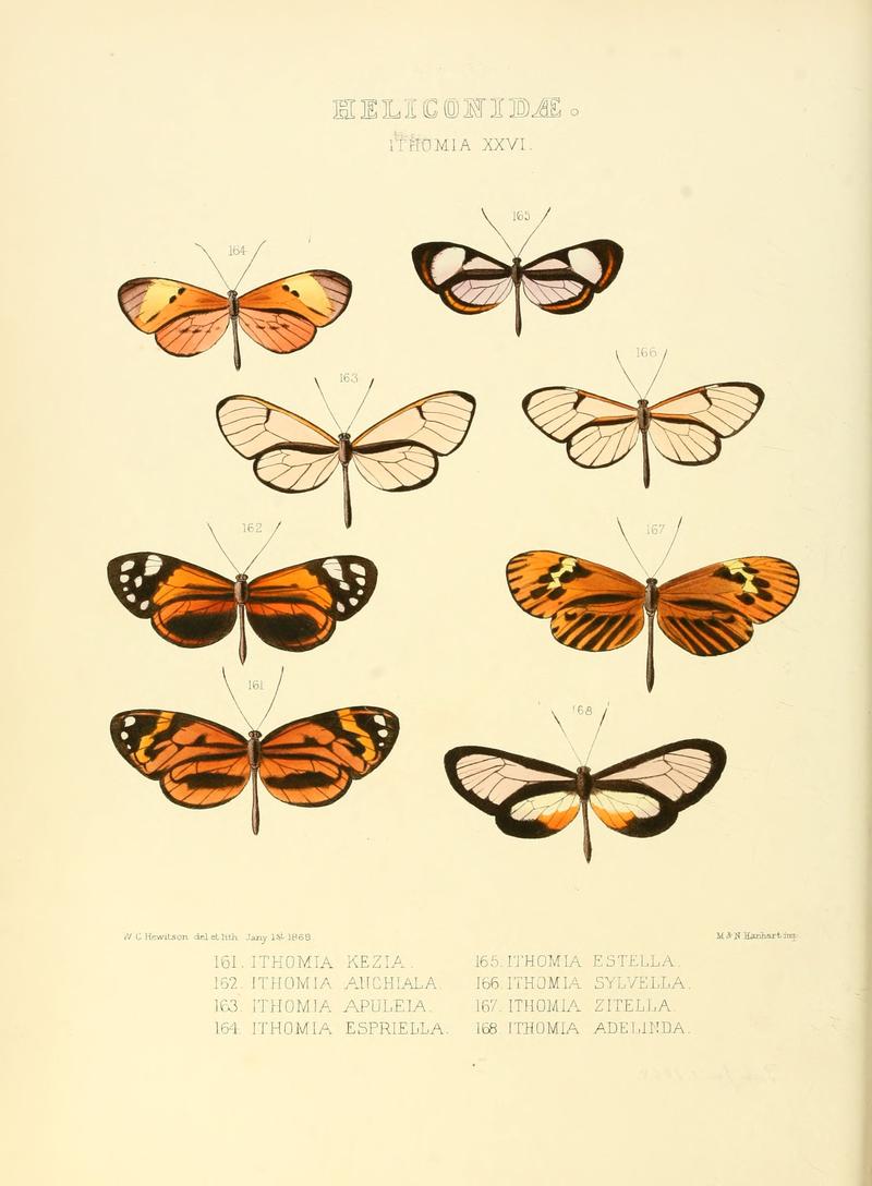 Illustrations of new species of exotic butterflies Ithomia XXVI