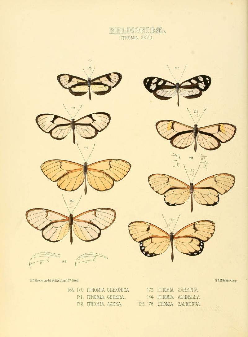 Illustrations of new species of exotic butterflies Ithomia XXVII