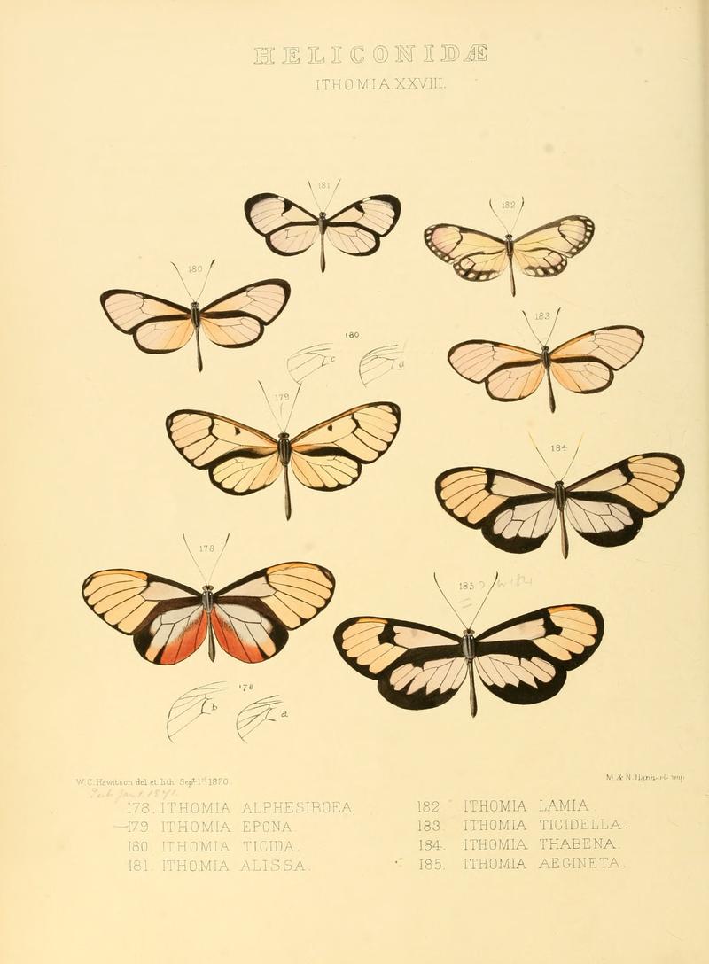 Illustrations of new species of exotic butterflies Ithomia XXVIII