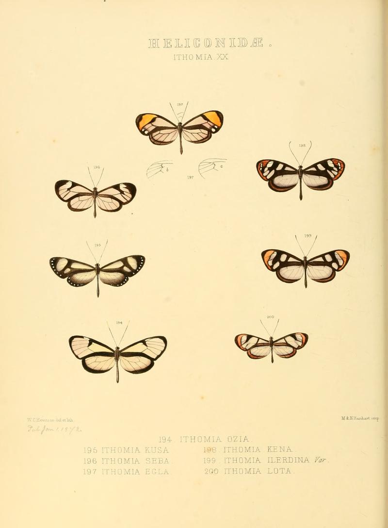 Illustrations of new species of exotic butterflies Ithomia XXX