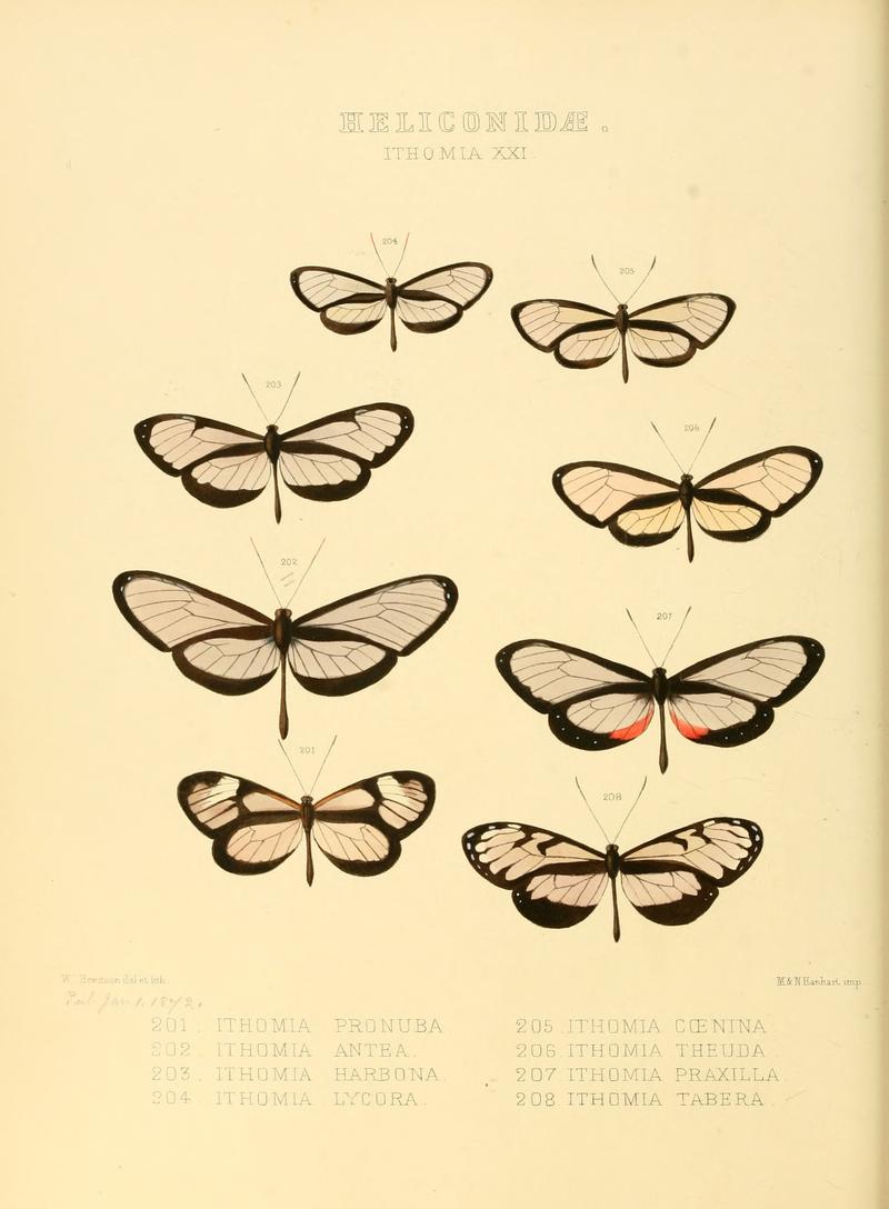 Illustrations of new species of exotic butterflies Ithomia XXXI