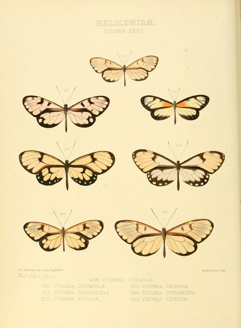 Illustrations of new species of exotic butterflies Ithomia XXXII