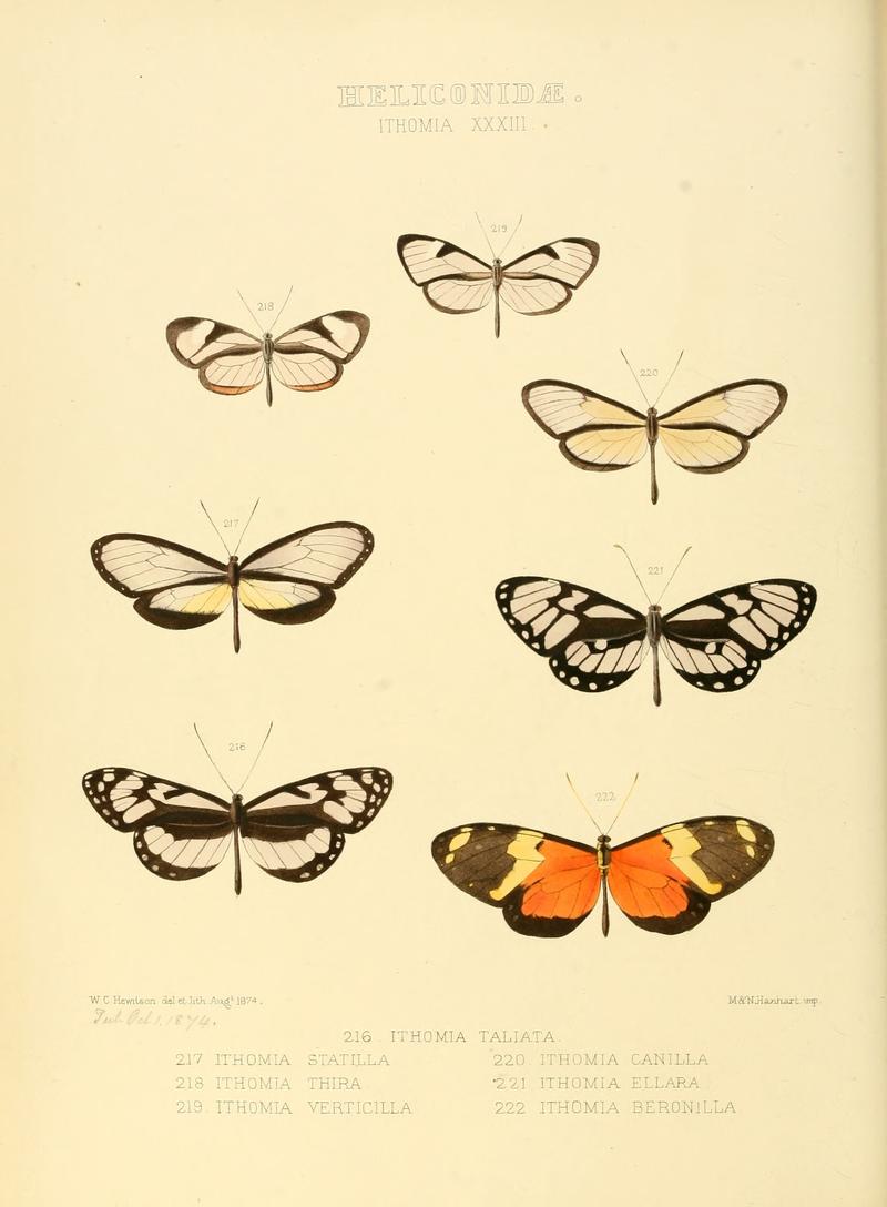 Illustrations of new species of exotic butterflies Ithomia XXXIII