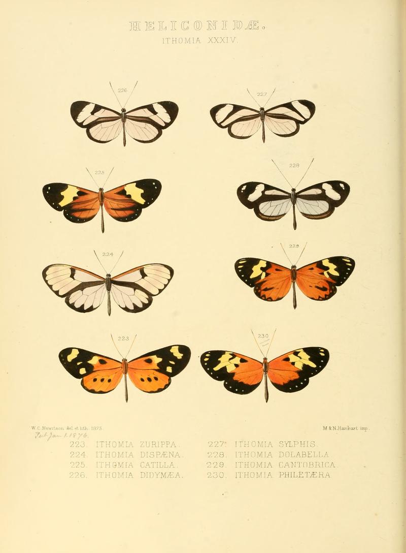 Illustrations of new species of exotic butterflies Ithomia XXXIV