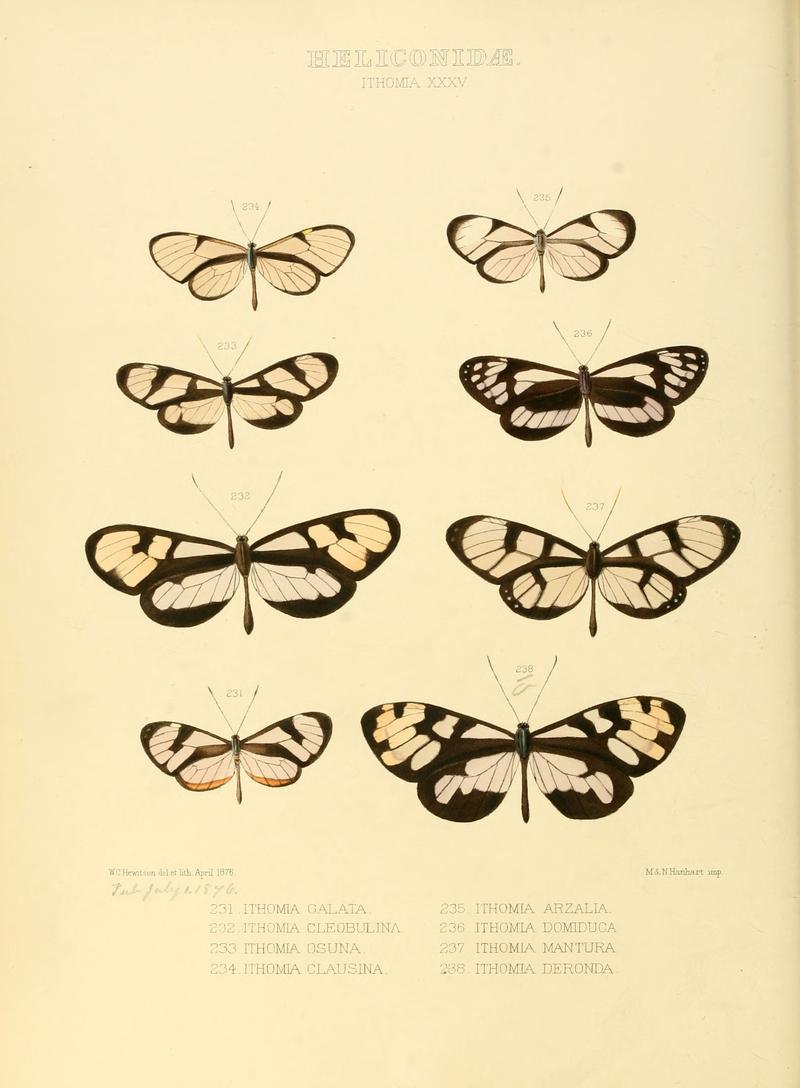 Illustrations of new species of exotic butterflies Ithomia XXXV