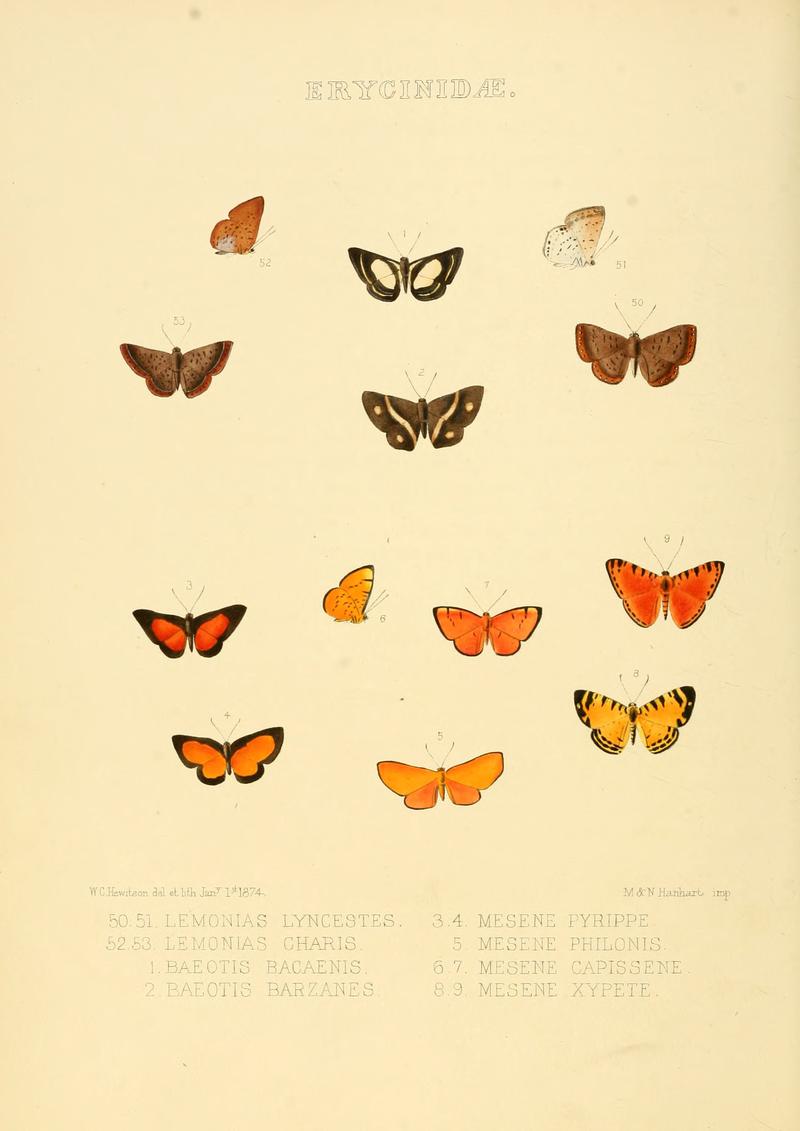 Illustrations of new species of exotic butterflies Lemonias, Bæotis & Mesene