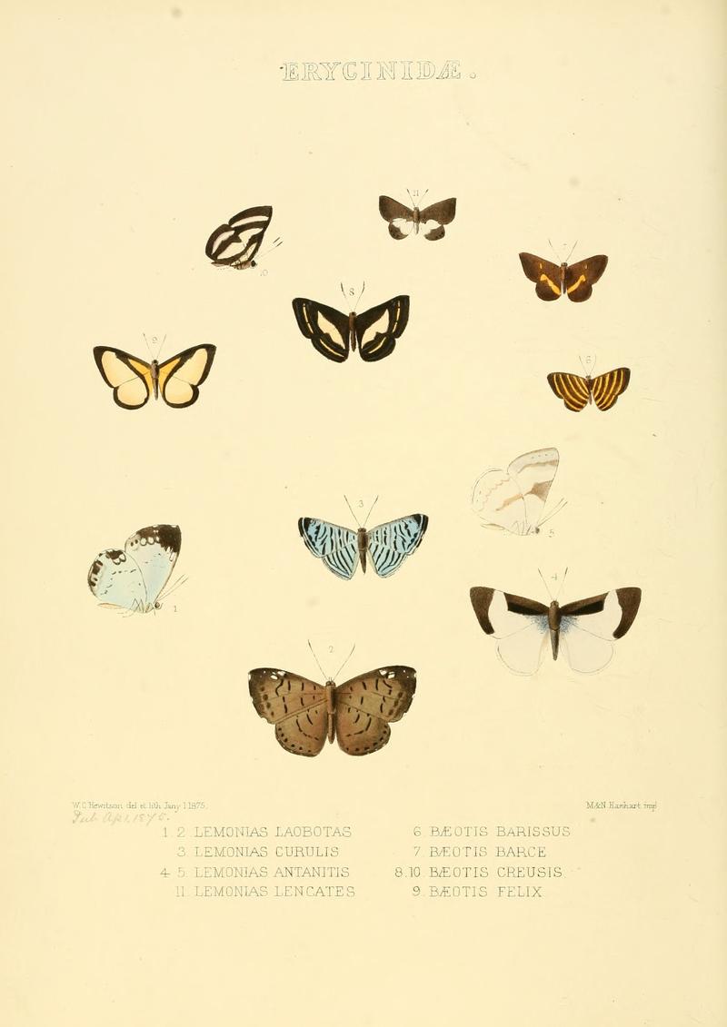 Illustrations of new species of exotic butterflies Lemonias & Bæotis