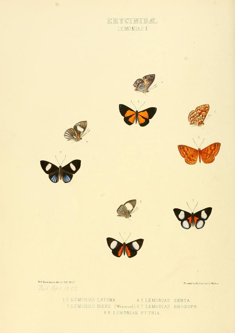 Illustrations of new species of exotic butterflies Lemonias I