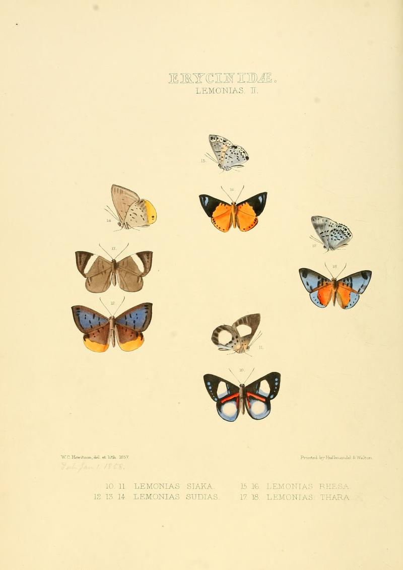 Illustrations of new species of exotic butterflies Lemonias II