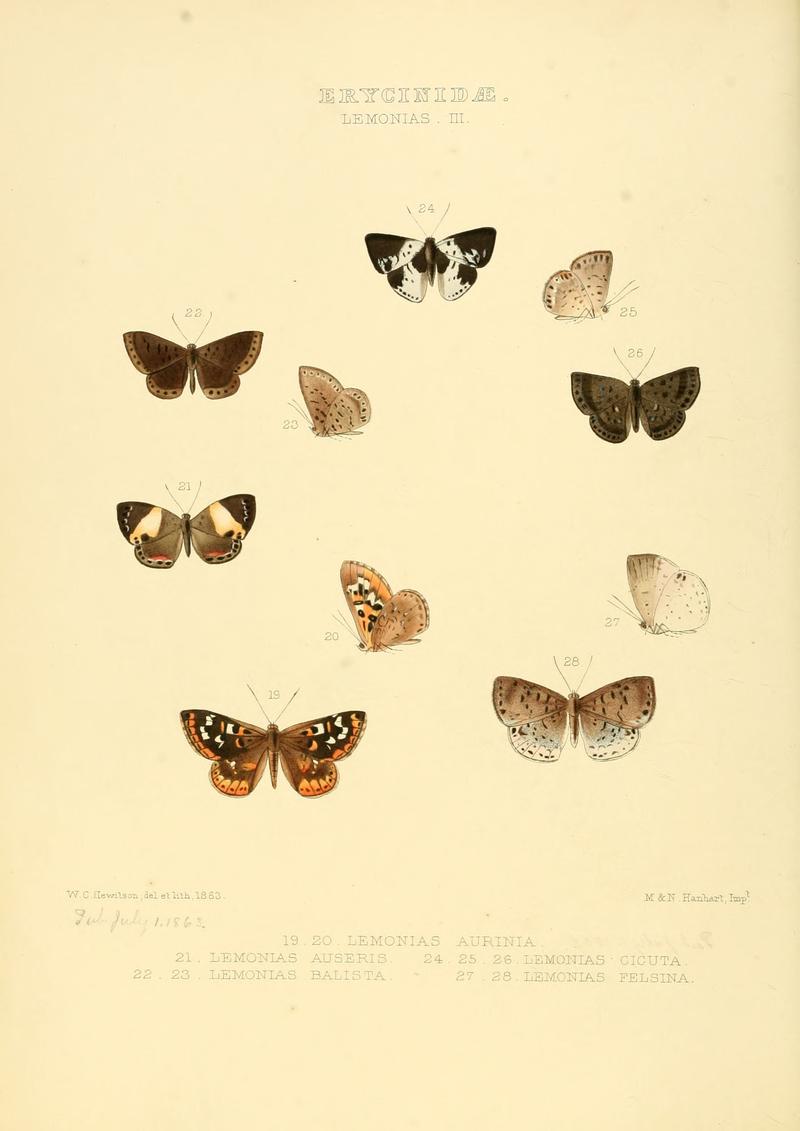 Illustrations of new species of exotic butterflies Lemonias III