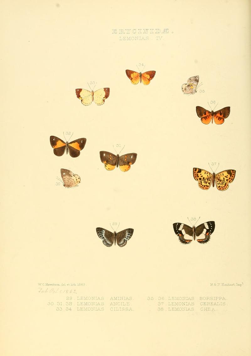 Illustrations of new species of exotic butterflies Lemonias IV