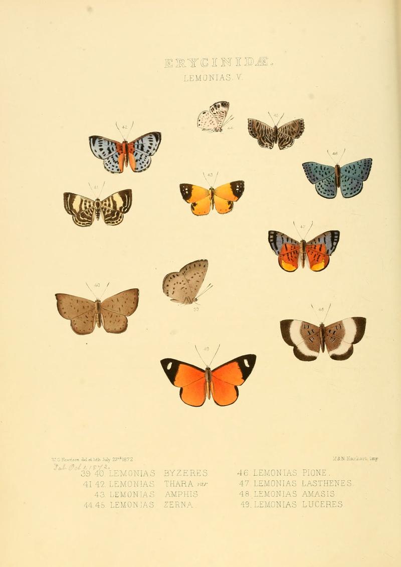 Illustrations of new species of exotic butterflies Lemonias V