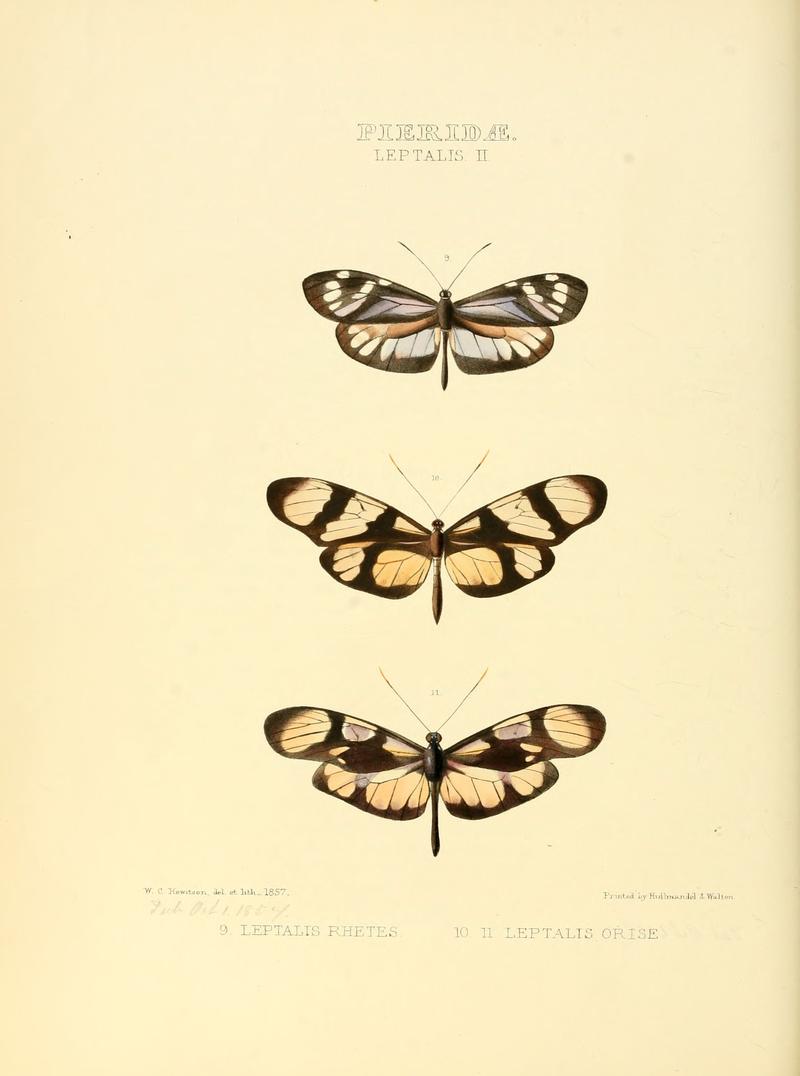 Illustrations of new species of exotic butterflies Leptalis II