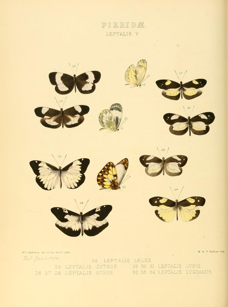 Illustrations of new species of exotic butterflies Leptalis V