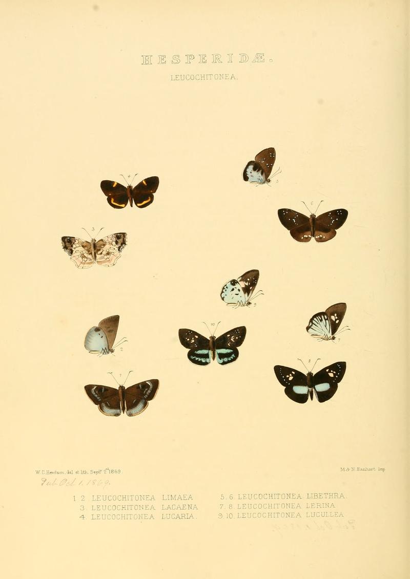 Illustrations of new species of exotic butterflies Leucochitonea