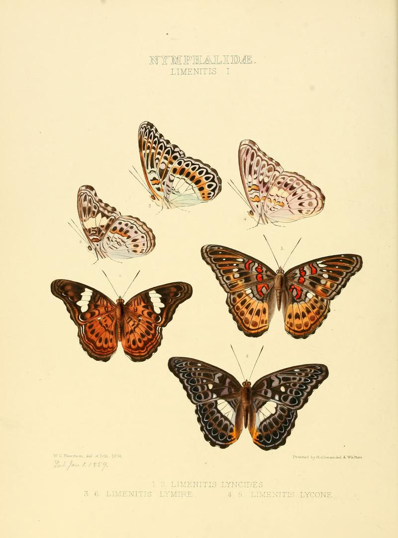 Illustrations of new species of exotic butterflies Limenitis I