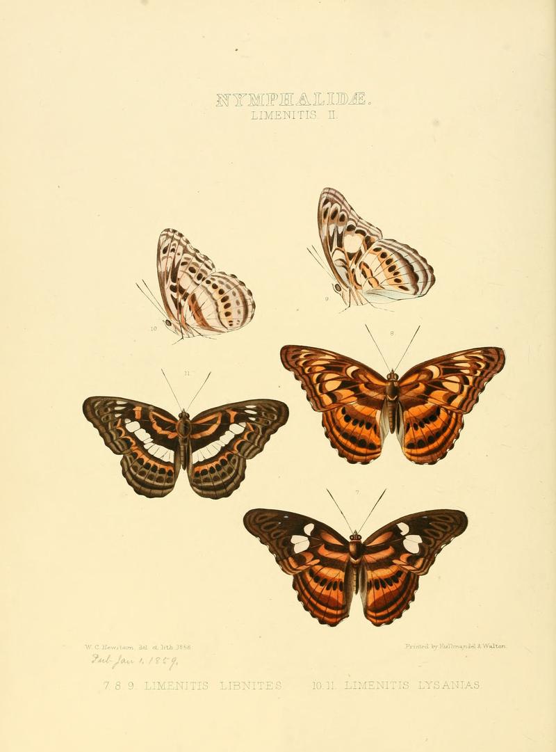 Illustrations of new species of exotic butterflies Limenitis II