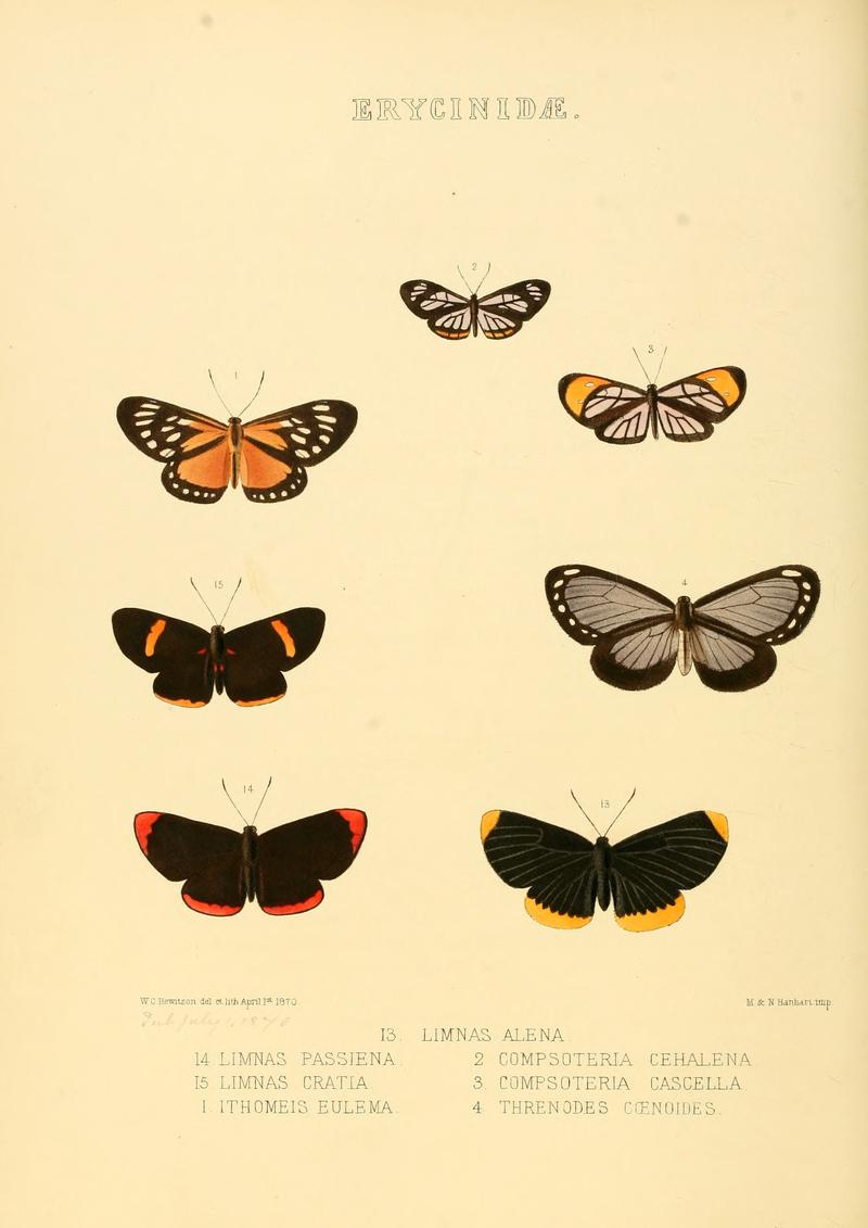 Illustrations of new species of exotic butterflies Limnas, Ithomeis c