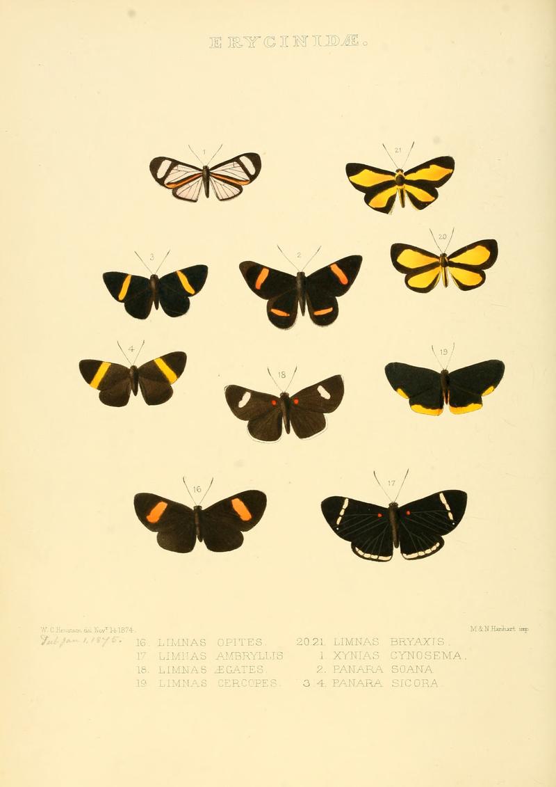 Illustrations of new species of exotic butterflies Limnas, Xynias & Panara