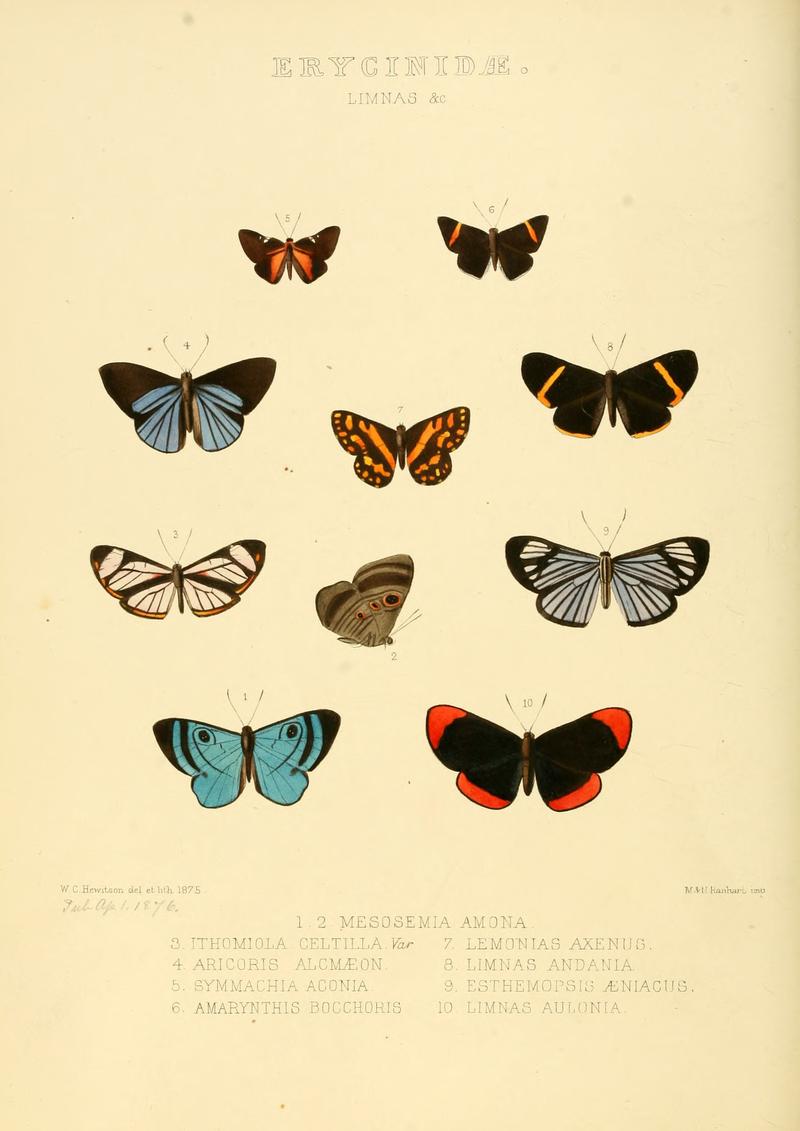 Illustrations of new species of exotic butterflies Limnas c