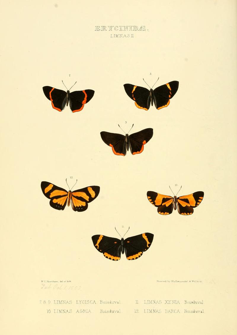 Illustrations of new species of exotic butterflies Limnas II