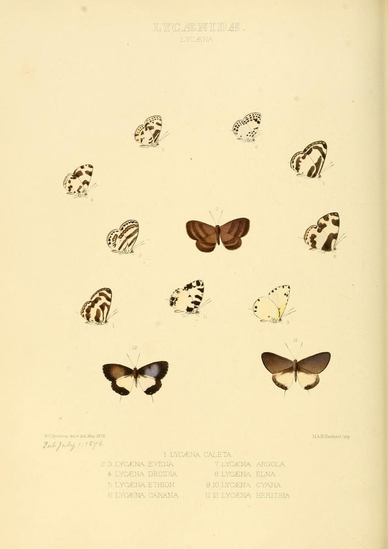 Illustrations of new species of exotic butterflies Lycæna