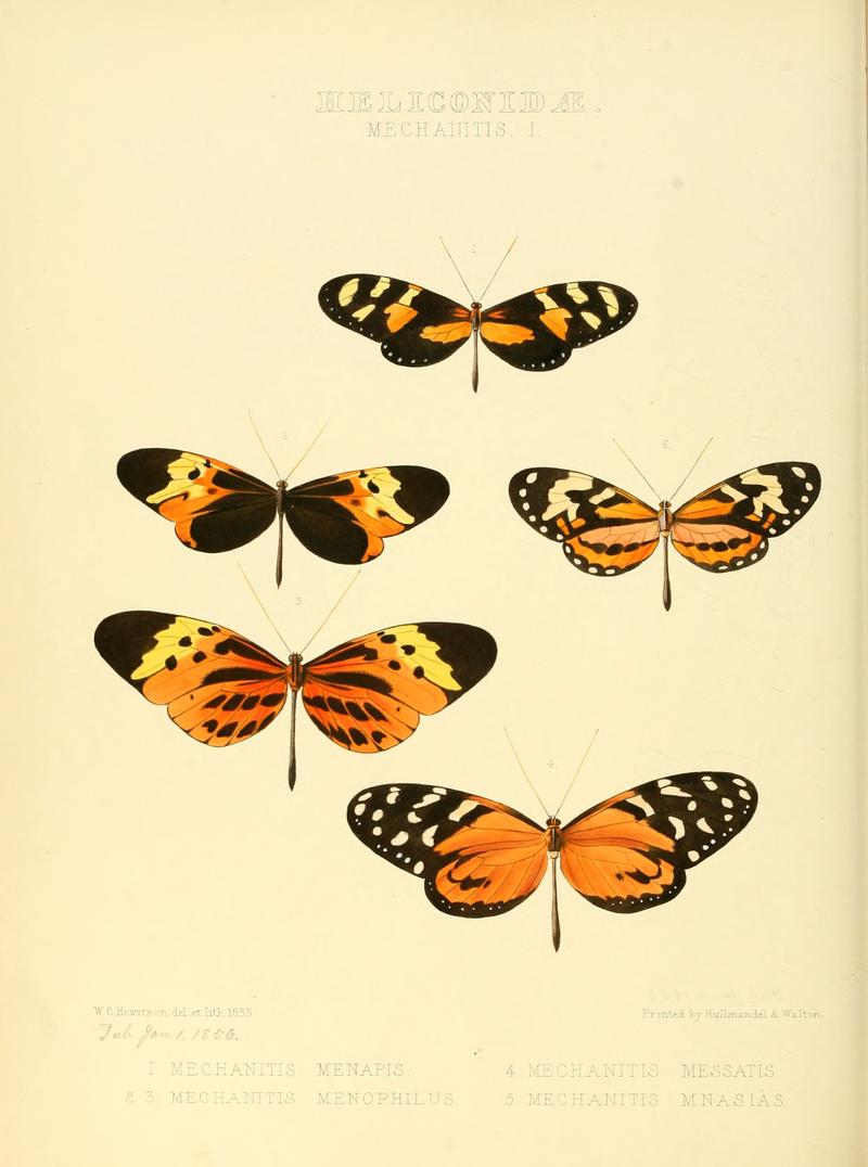 Illustrations of new species of exotic butterflies Mechanitis I