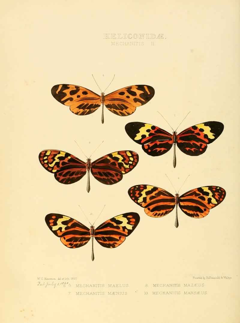 Illustrations of new species of exotic butterflies Mechanitis II