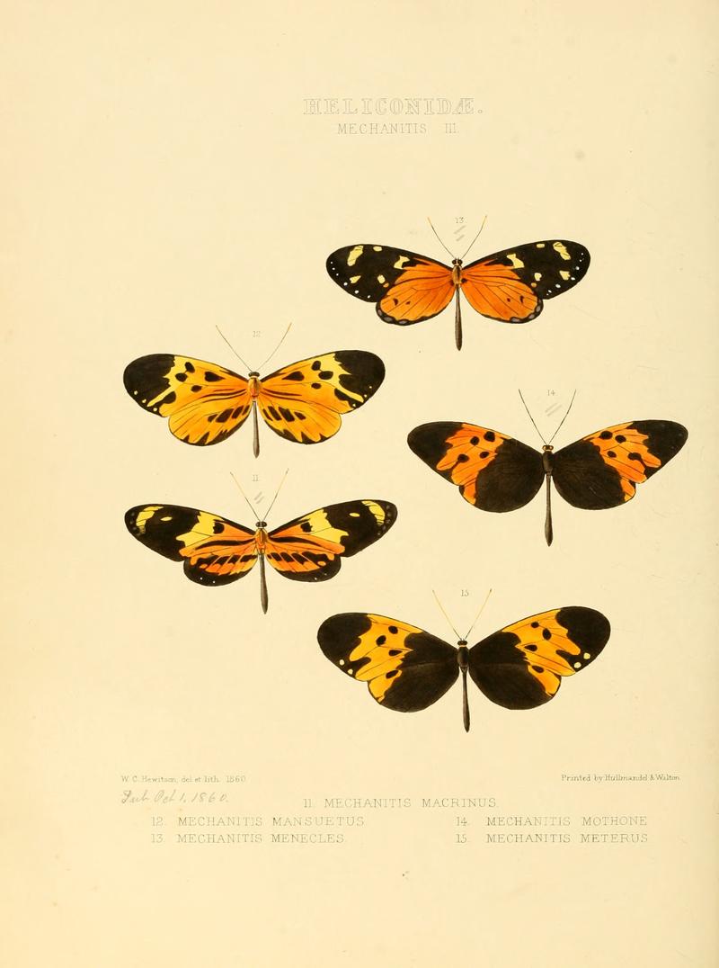 Illustrations of new species of exotic butterflies Mechanitis III