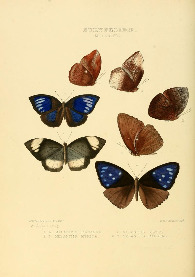 Illustrations of new species of exotic butterflies Melanitis