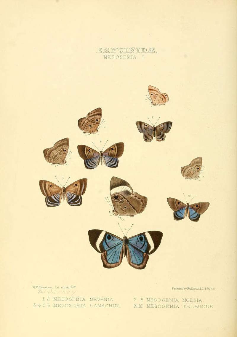 Illustrations of new species of exotic butterflies Mesosemia I