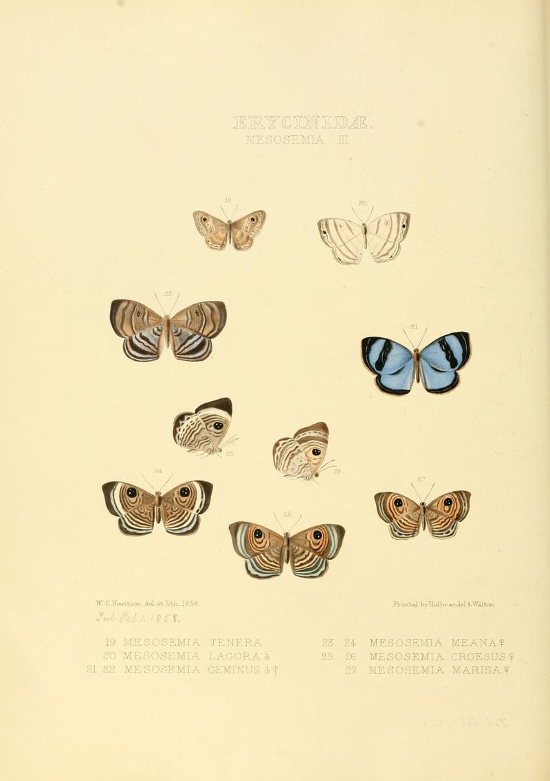 Illustrations of new species of exotic butterflies Mesosemia III