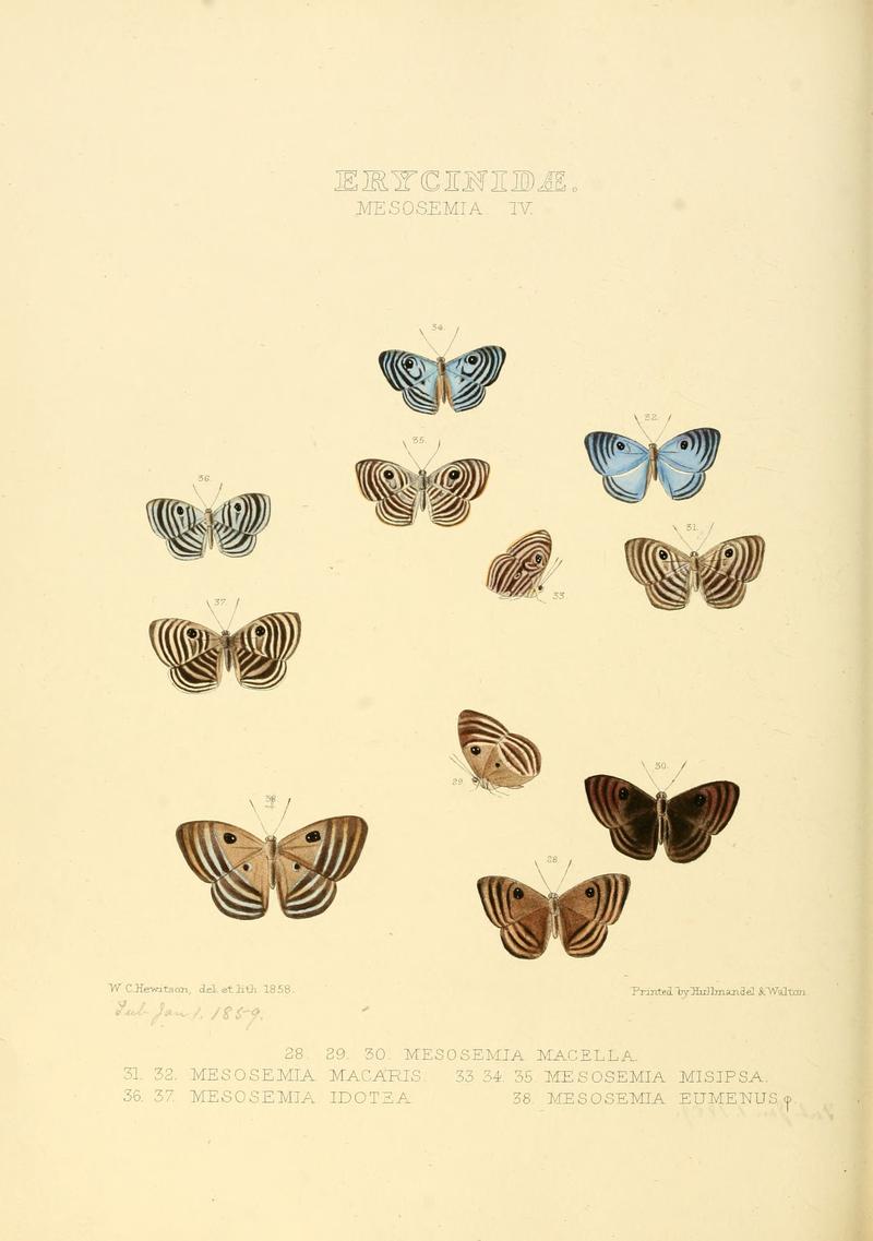 Illustrations of new species of exotic butterflies Mesosemia IV